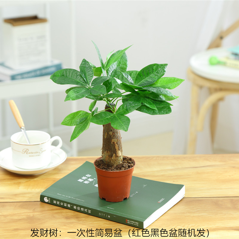 머니트리(일회용 플라스틱 연질 세면대)