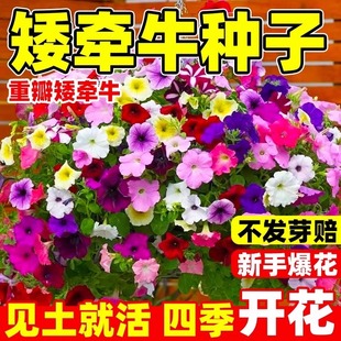 ��ţ���N���ذ갫��ţ���ļ����N�_���������Ȼ��҃������Ի�����