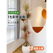 �߲��Fǧ��ľ�Gֲ���Կ͏d�҃�ֲ������Rβ�F��Ѫ����ٺ����辰