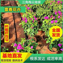 基地直发云南紫色三角梅树苗园林绿化工程苗盆栽庭院种植四季开花