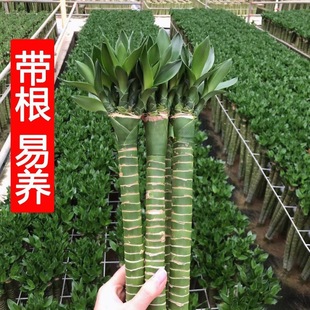 ���񎧸��ˮ�B�҃ȿ͏d�^�����Ĳ��񎧸������ش�̖���F�������