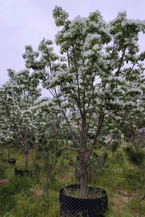 һ�����l���������ʹ��͵������K�޽ӵ�����������ļ��𻨘�����