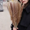 [原色15支一束小芦苇]