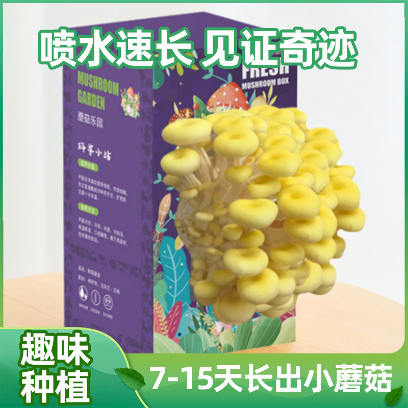 Boxed Mushroom DIY Mushroom Kit Oyster Mushroom Spawn Edible Mushroom Home Growing Children's Gift Fairy Mushrooms Boxed Mushroom DIY Mushroom Kit Oyster Mushroom Spawn Edible Mushroom Home Growing Children's Gift Fairy Mushrooms