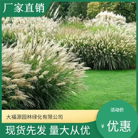 其他园林植物;水生植物;灌木