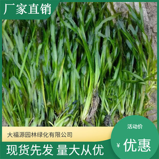 Bitter Grass, Water Grass, River Purification, Crayfish Fish Tank Landscaping, Freshwater Plant Breeding, Environmental Engineering, Submersed Plants