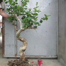 耐寒植物金银花树苗树桩大型盆景老室内花卉客厅绿金银花盆栽庭院