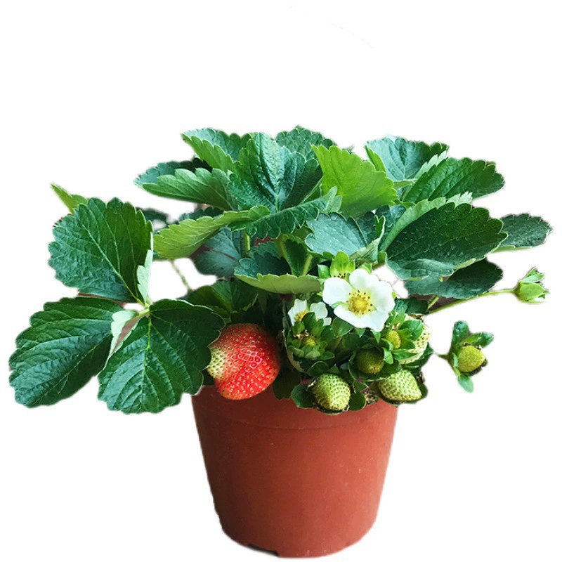 Четыре сезона Рассада клубники Крем в горшке Рассада клубники Съедобная Юг-Север Двор Балкон Итоги посадки года