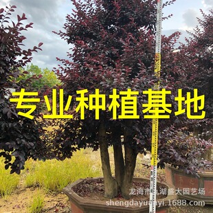���ͼt���^ľ���辰���l �㽭�t���^ľ���� �t���^ľ���^�r��