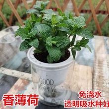 ��������؈��ʳ����ò��҃�ˮ���������r�����~ֲ��Gֲ����