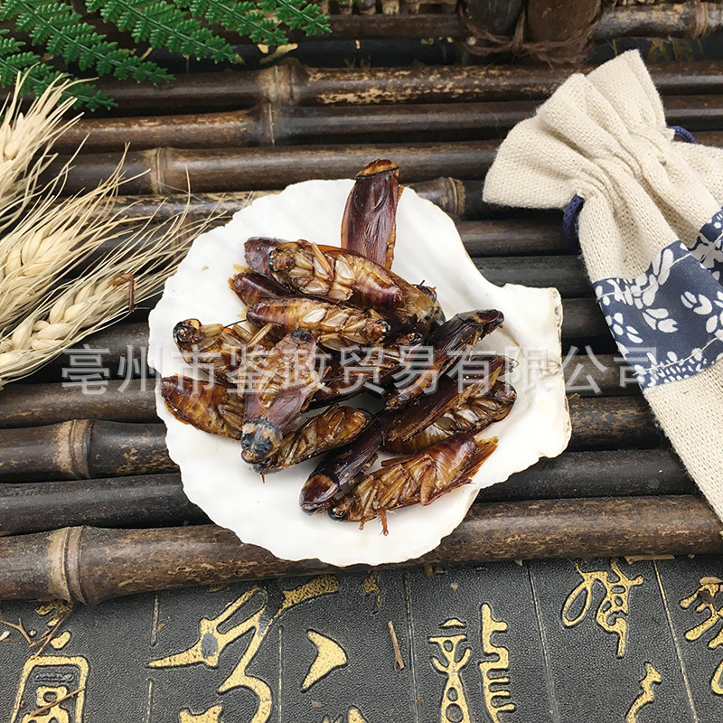 Dried American Cockroach Periplaneta Americana Fei Lian TCM Raw Herb 500g quality and texture