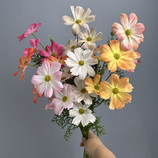 �����ɣ�� ��c��Ʒ3�^��˹�ռҾ��b��Ĕz���߻�ˇС�r��СҰ��