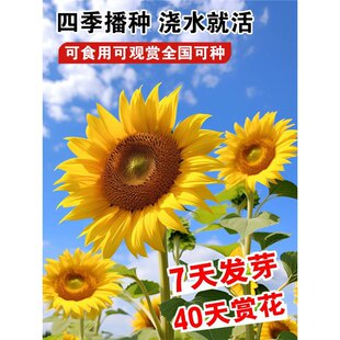 ���տ��N�ӷN�����տ����̨�����ļ����N�_���ߗU�^�pʳ�ÿ�����