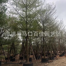 细叶榄仁移植苗 百佳园艺 米径8-20容器苗 小叶榄仁