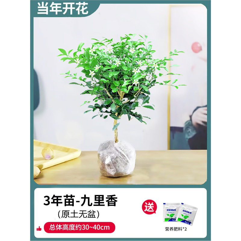 고운 단독 건조 구리향 3년생 모종(화분 없는 원토) + 비료