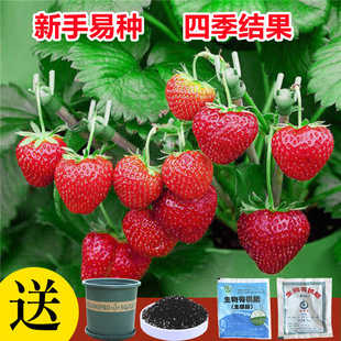 Strawberry Seeds Bear Fruit in All Seasons and Are Easy to Grow Indoor and Outdoor Balcony Vegetables and Fruits Potted Plants Flower Seeds