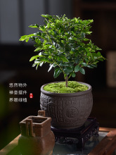 小叶紫檀老桩室内盆景客厅办公室桌面四季常青好养黑骨茶盆栽绿植