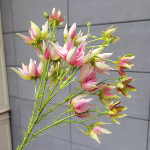 ���l�ߙn��֦ѩ�ɻ���c�Ҿ��bٻ��廨�����[�����滨���ﻨ