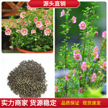 Сľ�ȷN����ľ�N���ļ����NͥԺ����ľ�ȷN���Ϸǿ��N���ᭇľ��