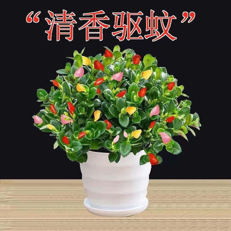 ●화분을 분해하지 않고: 원토에서 큰 묘목 [약 33-40그루] 1실 화분 - 무료 녹색 식물 넥타이 1개●