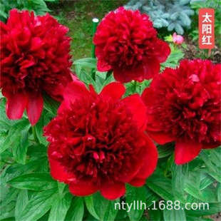 ̫ꖼt�ͺ��ذ��^�p��ș����N���ļ��׻�ͥԺ�����҃�����ĵ����