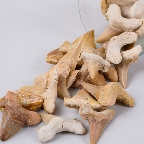 天然3cm鼠鲨牙齿化石海洋鱼生物科普考古化石原石远古科普挖掘