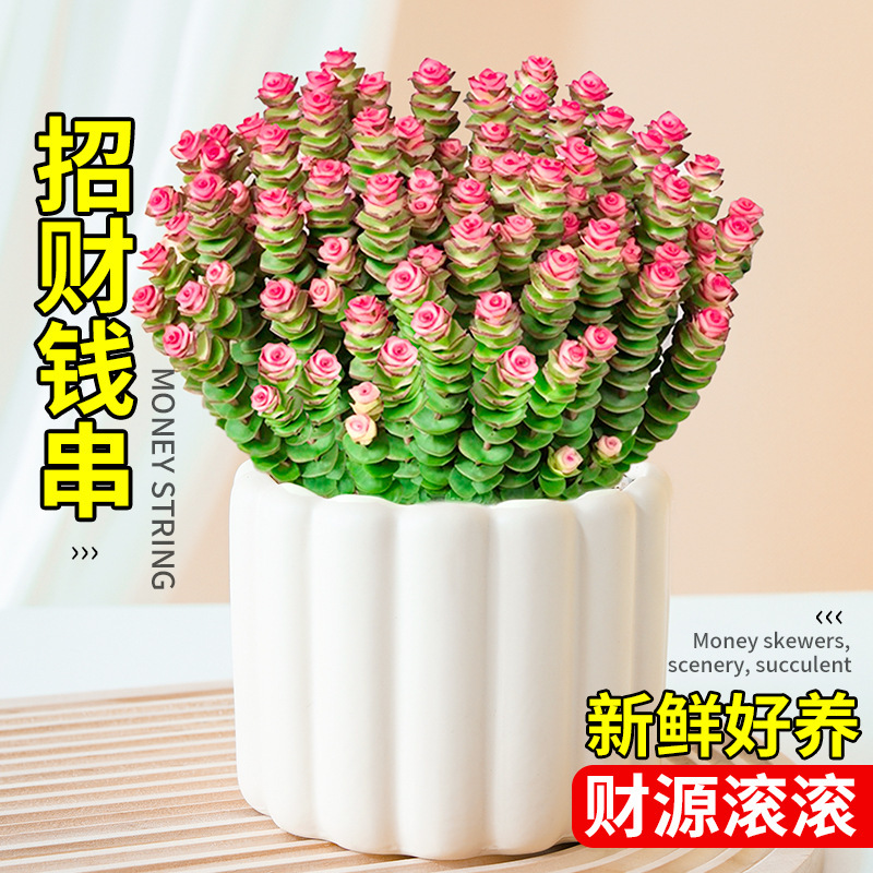 Money String Succulent Plant Potted Indoor Green Plant Flower for Prosperity and Wealth, Large and Easy to Care For, Suitable for All Seasons