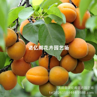�Ә���޽Ӵ��������Ә����ϱ������Ե���ͥԺ�Nֲ�������������