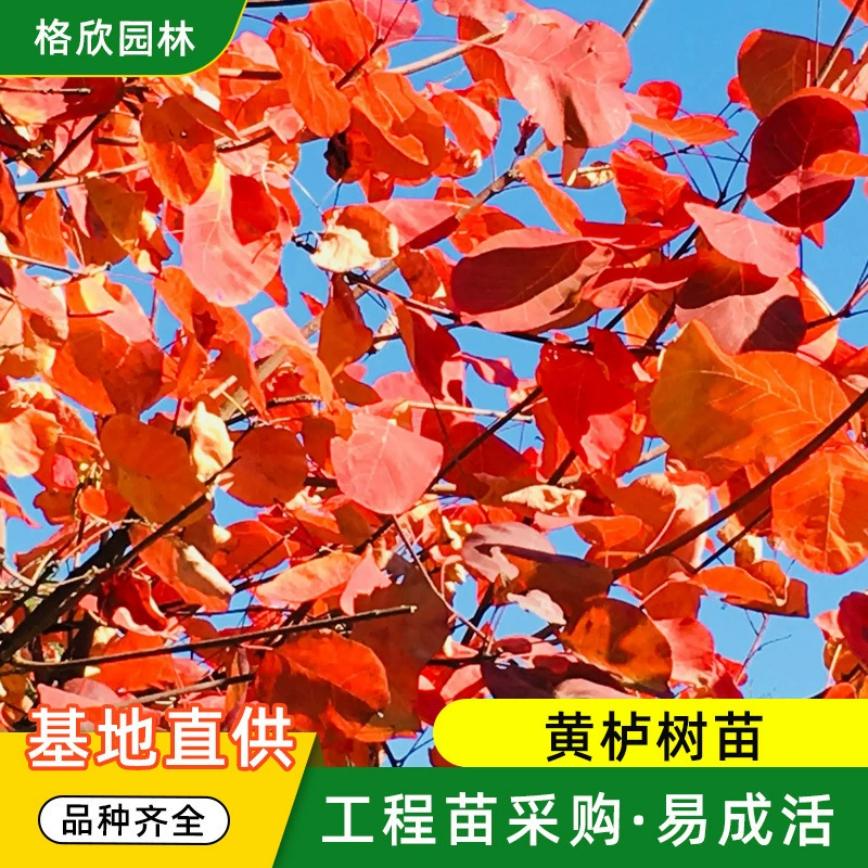 База Cotinus coggygria саженцы оптом Парк декоративный дорожный проект озеленение растений полные спецификации легко выжить Cotinus coggygria дерево