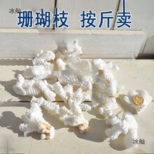 天然珊瑚石海螺贝壳真珊瑚碎枝鱼缸底部装饰铺底地台装饰垒德株