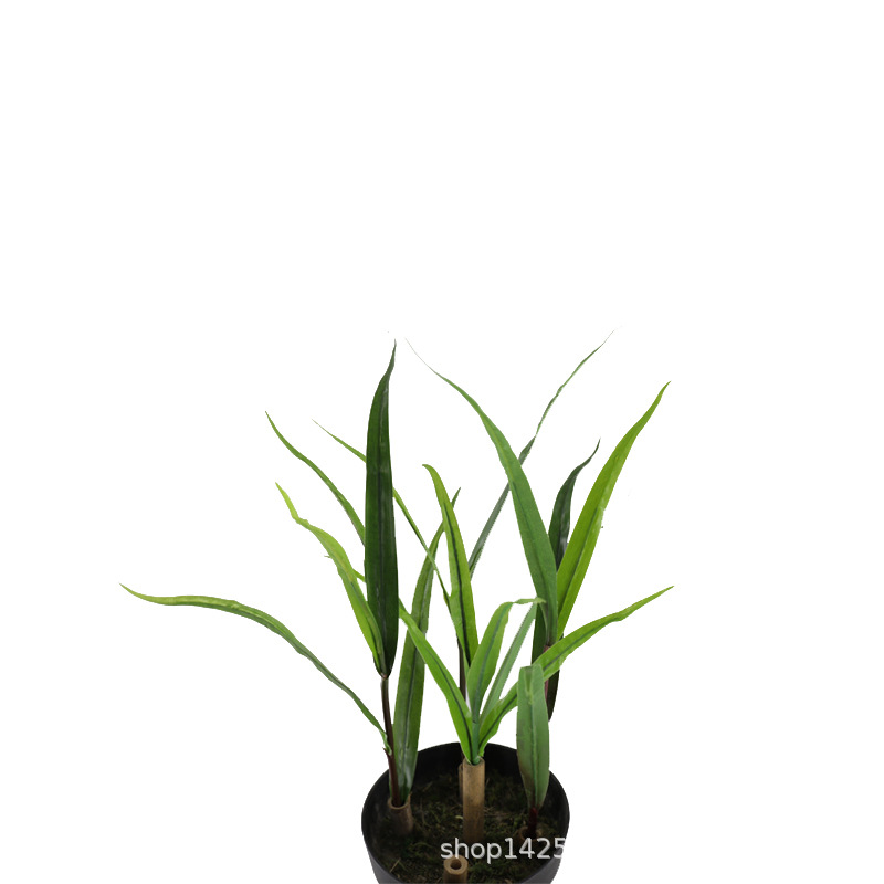 XRB-082 玉米苗  (5).jpg