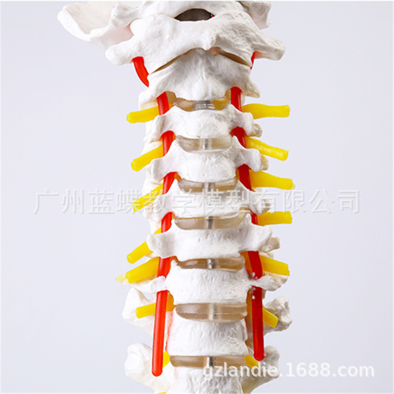 ��Ȼ��������׵������ģ�� ����1��1������׵ ��׵ ��׵ β׵