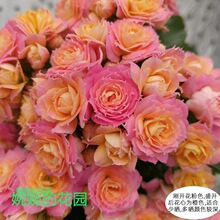 ���w�L��ϡ�����԰l؛�ذ��С�����ܻ����_���̨�҃�ֲ����B