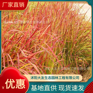 Japanese Blood Grass Base Wholesale, Self-Produced and Self-Sold, Complete Varieties of Greening Seedlings for Scenic Landscaping Projects
