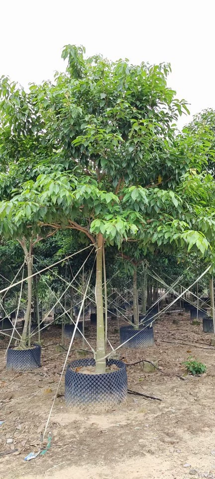 2110 база поставляет искусственную корону Pingpo 8-12 см