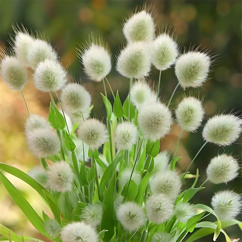 Rabbit tail grass/about 500 capsules
