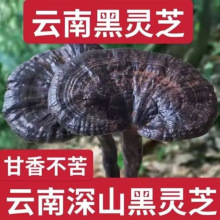 云南正宗野生深山黑灵芝正品灵芝整朵可切片
干货泡酒