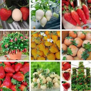 Wholesale Strawberry Seeds Four Seasons Cream Black Buck Red Beauty Red Cheek Cross-Border Hot Sale