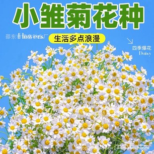 С�r�ջ��N����ʾջ���ԭ�b�ļ��߲˷N�Ӵ�ȫ���ܷN�Ӳ˷N�����l