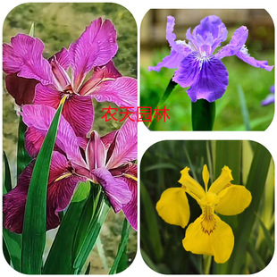 Sβ˽ˮֲﻨܾGֲ@ͺļ