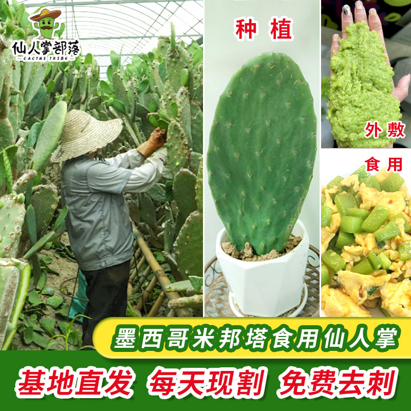 可食用米邦塔仙人掌菜用种植外敷仙人掌植物种植仙人掌