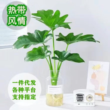 ����ˮ��ֲ�������҃ȾGֲС��ʹ���B���ܿ͏d�����՚��ļ����B