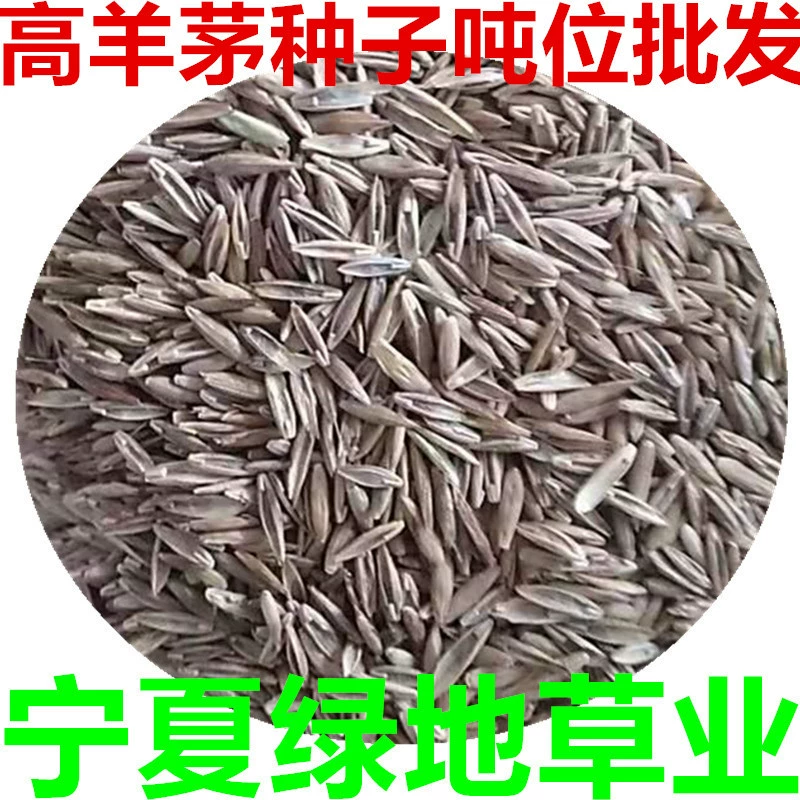 Высококачественные семена овечника оптом для озеленения и защиты склонов, семена овечника для защиты откосов, морозостойкие семена для озеленения склонов.