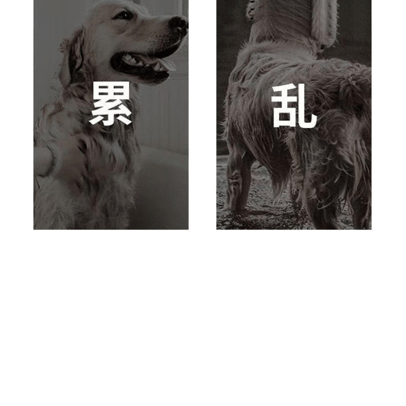 宠物吹风拉毛神器狗狗速干一体蓬松吹风机梳毛器猫咪洗澡吹干|undefined