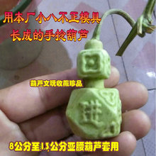 5.5公分小八不正亚腰葫芦定型范制塑料模具文玩草里金铁包金农用