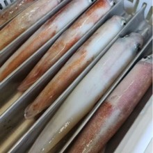 东山手钓鱿鱼大管手钓枪鱿鱼母管有蛋鱿鱼速冻保鲜灯照鱿鱼批发