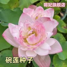 已开口水培碗莲种子无土水培遇水出芽四季可种睡莲荷花客厅阳台花