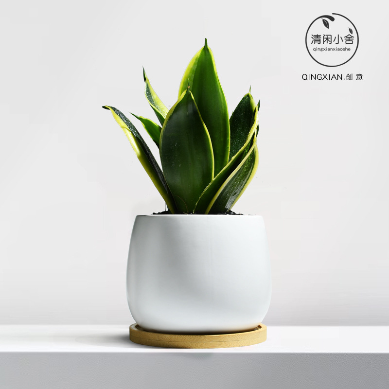 planta verde de orquídea de tigre, planta de aire purificado interior, orquídea de tigre, resistencia a la sombra, buena conservación de orquídea holandesa, planta de mesa en maceta