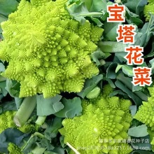 �G����Ҭ�˷N�ӌ����˷N���߲˷N�Ӳ����̨ͥԺ�N�����Ի���