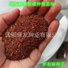 新疆西藏产地直销罗布麻种子荒山矿山沙场草原固沙沙漠地带护坡草